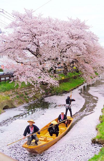 桜