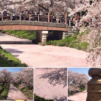 桜