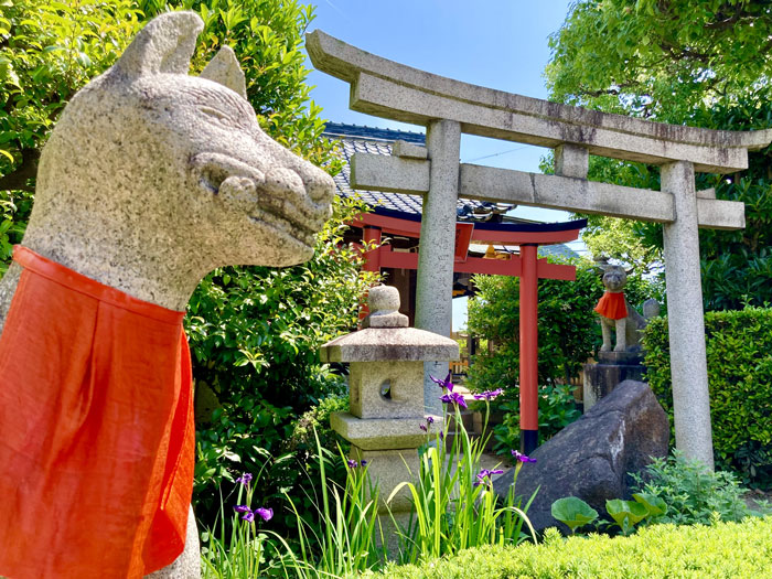 狛狐と鳥居と菖蒲