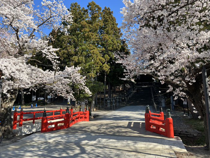 桜の木①の写真