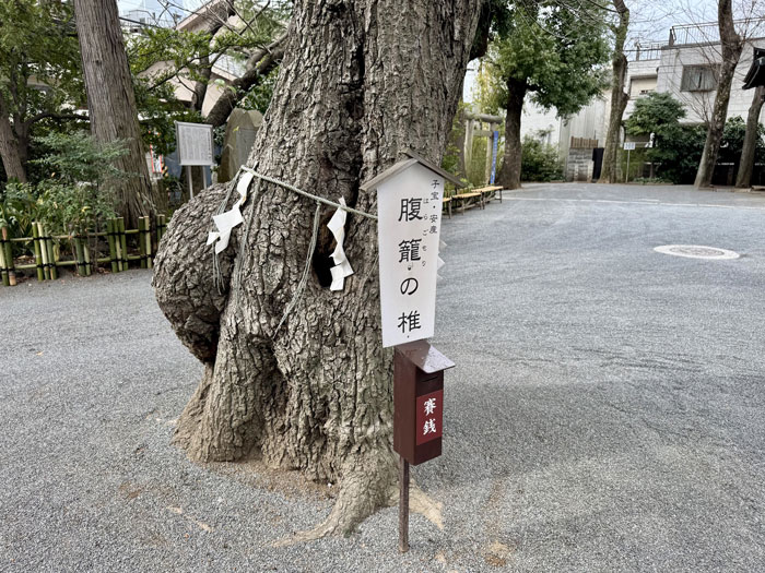 腹籠りの椎の写真