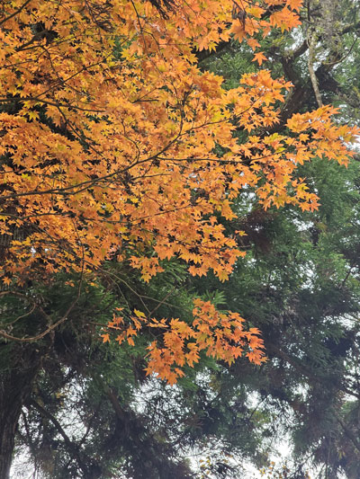 紅葉の写真