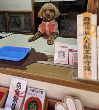 番犬トイプードルの写真