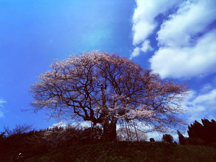 真庭市の醍醐桜の写真