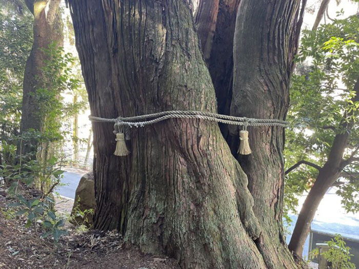 平安杉根元の写真