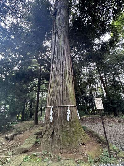 ご神木