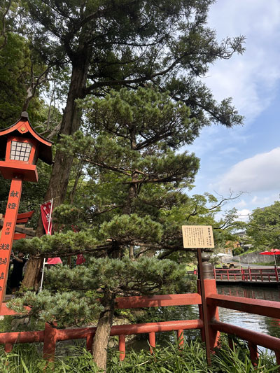 頼朝手植えの松