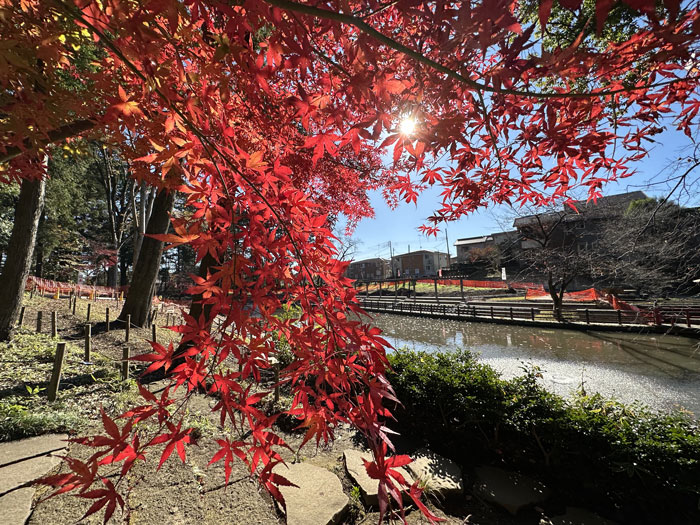 紅葉の写真