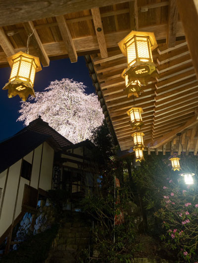 しだれ桜③の写真