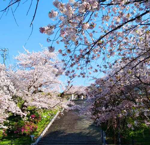 石段桜①の写真