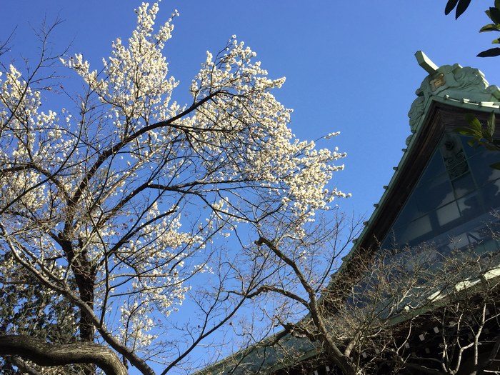 寺院と桜