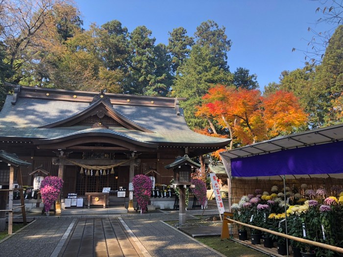 駒形神社の菊花展