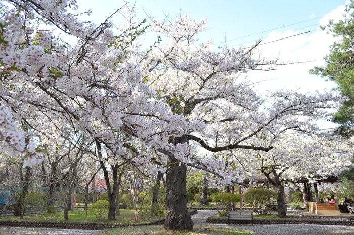 水沢公園の桜