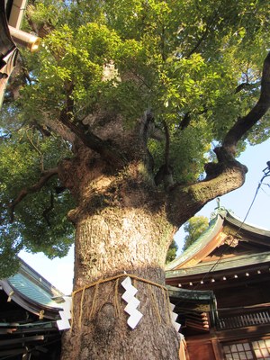 夫婦クスノキの御神木