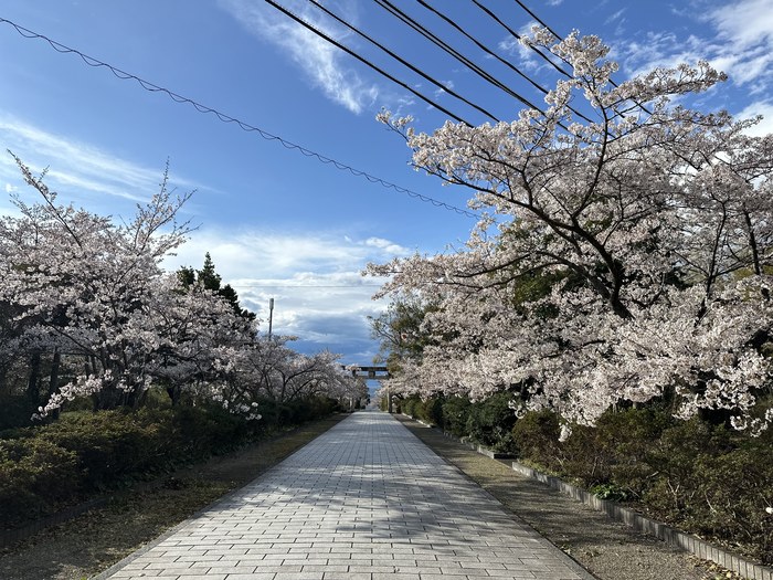 桜並木